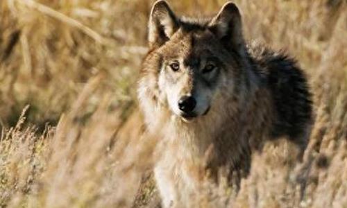 中国狼!现已去了哪里?