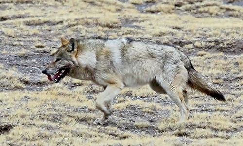 中国狼!现已去了哪里?