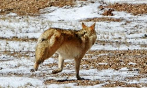 中国狼!现已去了哪里?