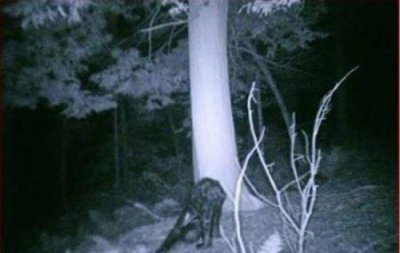 ​神农架野人之谜湖北神农架野人之谜