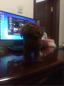 ​去菜市场买菜，却买回一只刚出生不久的小泰迪，样子萌哭了