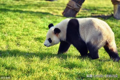 ​沈阳森林动物园，沈阳人家门口的动物世界！