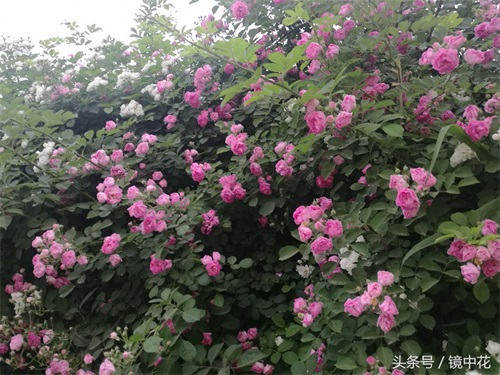 六张图简单区分月季与蔷薇,不在傻傻分不清楚谁是谁