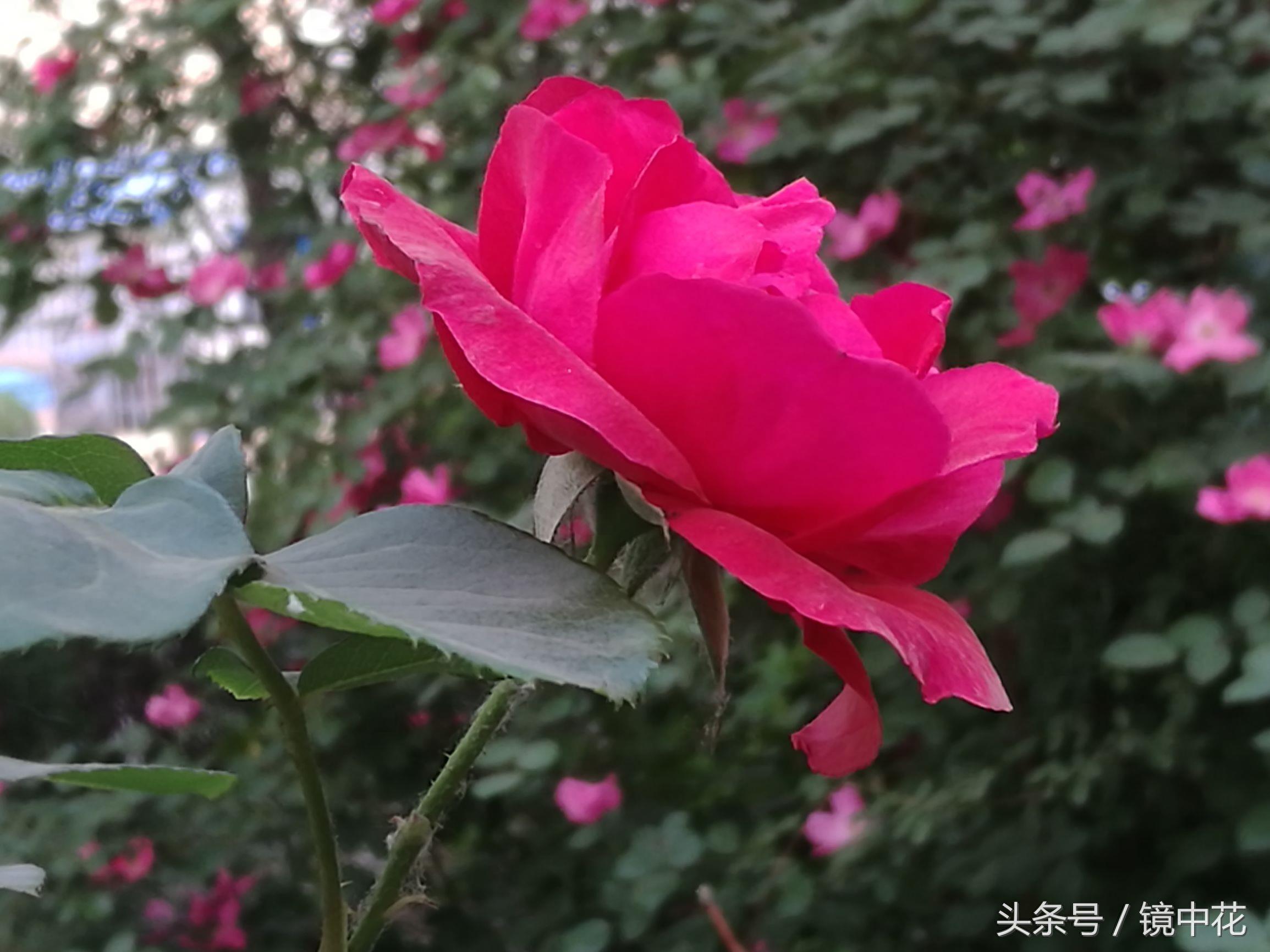 六张图简单区分月季与蔷薇,不在傻傻分不清楚谁是谁