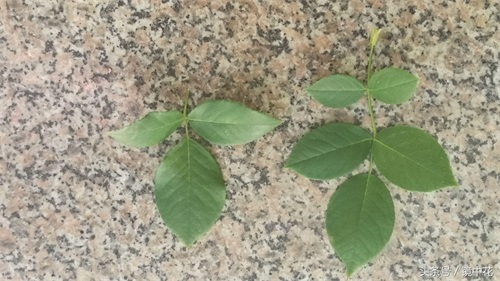六张图简单区分月季与蔷薇,不在傻傻分不清楚谁是谁