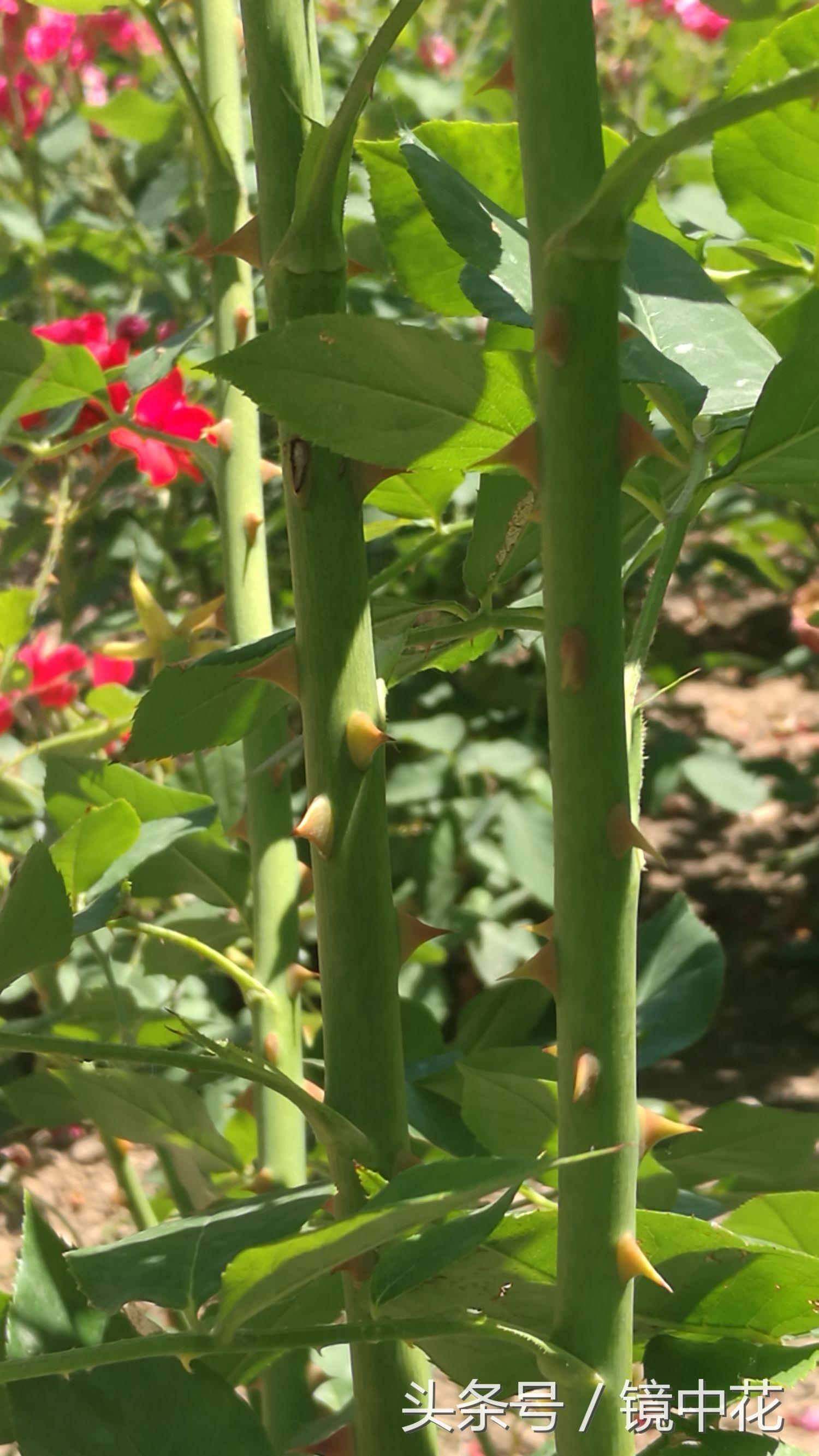 六张图简单区分月季与蔷薇,不在傻傻分不清楚谁是谁