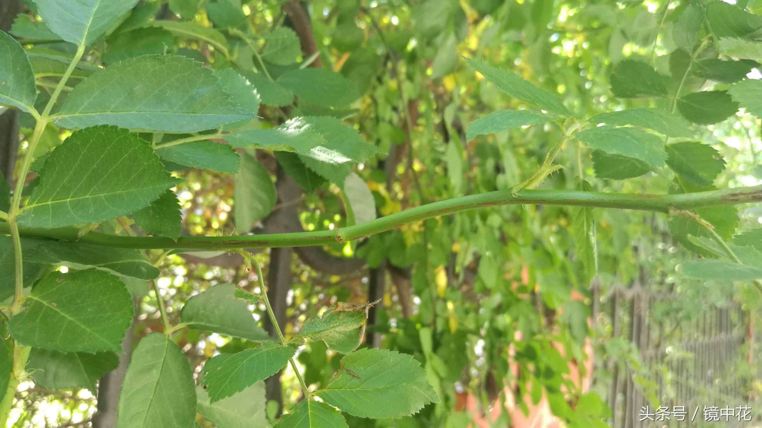 六张图简单区分月季与蔷薇,不在傻傻分不清楚谁是谁