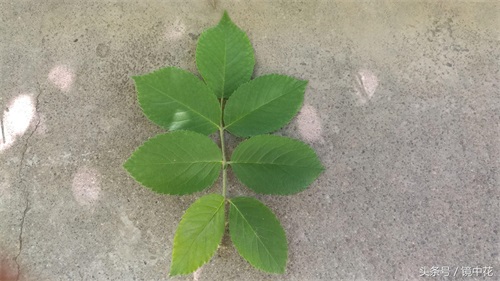 六张图简单区分月季与蔷薇,不在傻傻分不清楚谁是谁