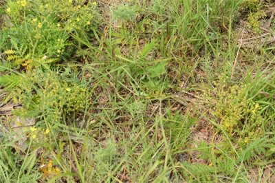 ​善于躲藏的白条锦蛇