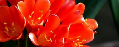 ​君子兰浇水的正确方法