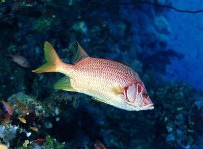 ​远古鲨鱼种类 盘点史前最凶猛四大鲨