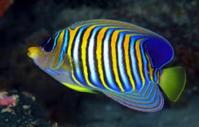 ​第四纪灭绝事件真相 很多动物都在这次事件真相 中灭绝