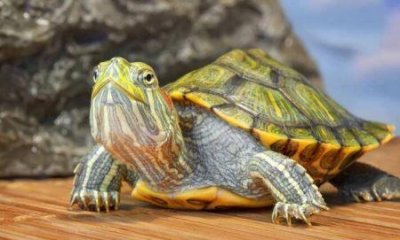 ​为什么说养乌龟很邪门风水学上的福星饲养上非常讲究