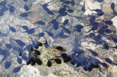 ​海里脖子最长的动物脖子以下全是腿的海洋物种居然生活