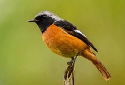 ​乌桕大蚕蛾：地球上最大的蛾长有蛇头状翅膀震慑鸟类