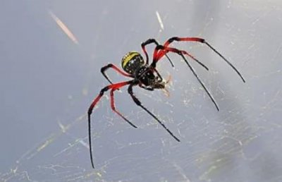 ​地球上最大的蜘蛛 巨蜘蛛比人脸还大巨毒蜘蛛