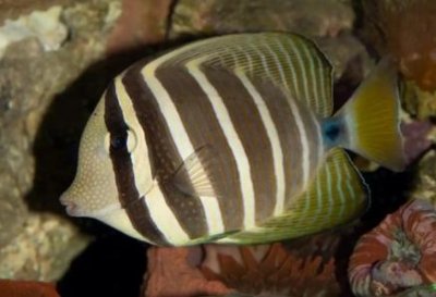 ​地球上最可爱的章鱼 小猪章鱼面带