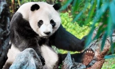 ​野生熊猫的杀伤力有多强狮子老虎都不会轻易的招惹