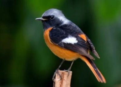 ​赤红山椒鸟：一种比较独特的小鸟 亚洲东南部特殊物种