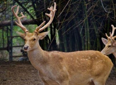 ​地球上最大的锹甲虫 长颈鹿锯锹全长12.3厘米