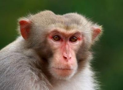 ​地球上真的有水猴子吗？水鬼竟是人类