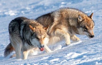 ​淮南最知名的灵异事件 荒僻后山小孩遗弃被狼吃恐为谣言