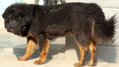 ​娃娃鱼是几级保护动物 娃娃鱼是几级保护动物,吃了犯法吗？