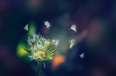 ​濒危动物有哪些全球濒危动物排行榜  前十名