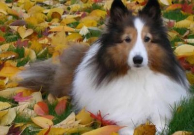 ​有指环的鹦鹉 鹦鹉，指环带手指的含义