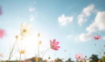 ​夏天室内可以养的植物有哪些在夏天生长的植物有哪些