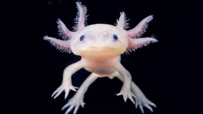 ​地球上最奇怪的10种可再生的动物，你觉得哪个最厉害