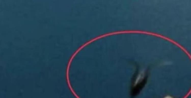 一条不知名的鱼,揭秘三只美人鱼的秘密