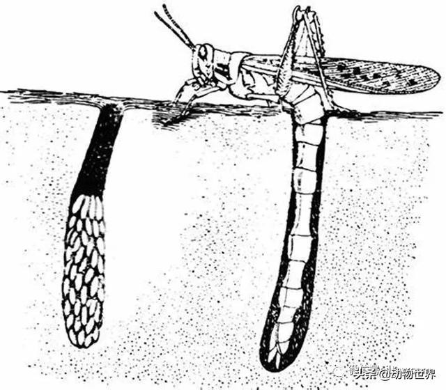 世界上最罕见的蝗虫（全解-横扫非洲）(4)
