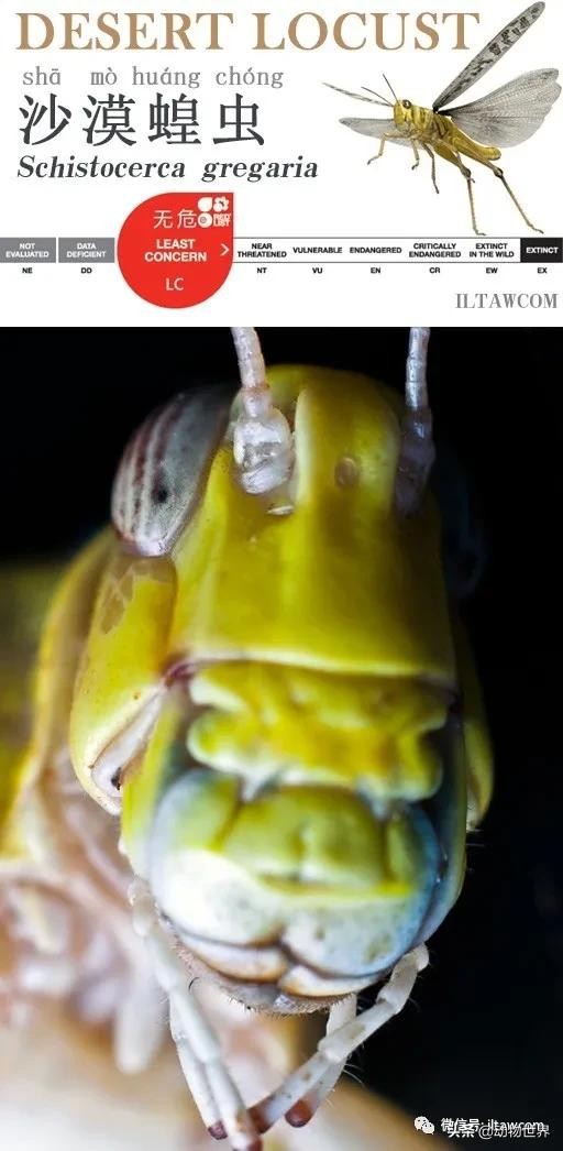 世界上最罕见的蝗虫（全解-横扫非洲）(1)