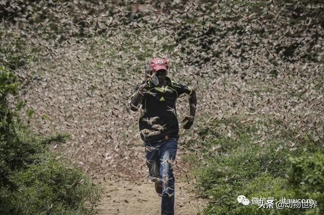 世界上最罕见的蝗虫（全解-横扫非洲）(26)