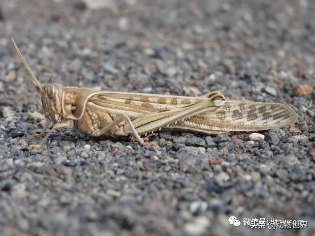 世界上最罕见的蝗虫（全解-横扫非洲）(12)