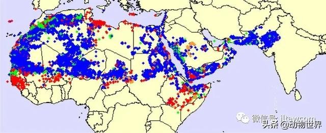 世界上最罕见的蝗虫（全解-横扫非洲）(18)