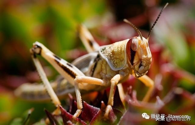 世界上最罕见的蝗虫（全解-横扫非洲）(11)