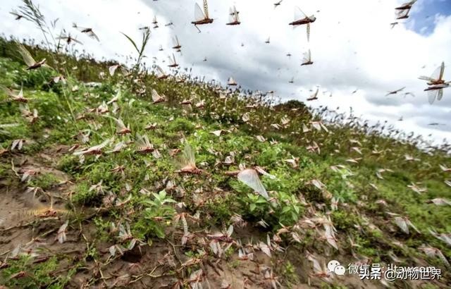 世界上最罕见的蝗虫（全解-横扫非洲）(13)