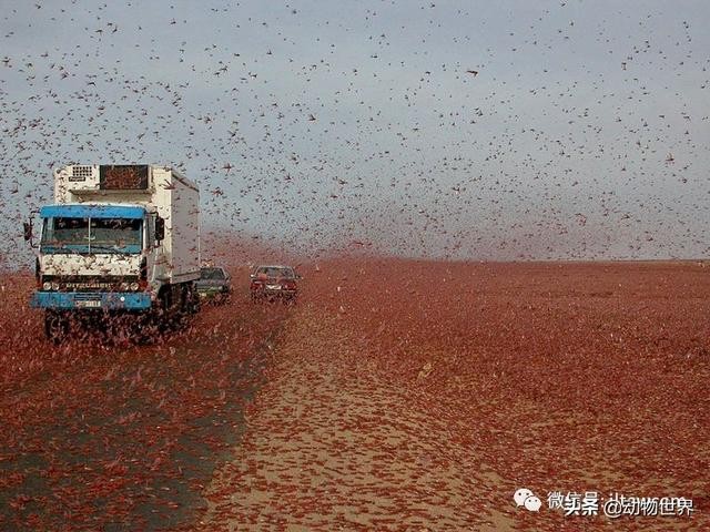 世界上最罕见的蝗虫（全解-横扫非洲）(24)