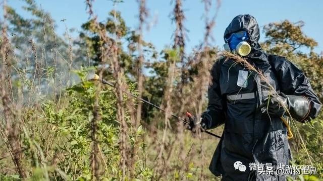 世界上最罕见的蝗虫（全解-横扫非洲）(29)