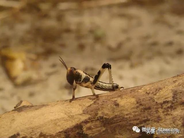 世界上最罕见的蝗虫（全解-横扫非洲）(7)