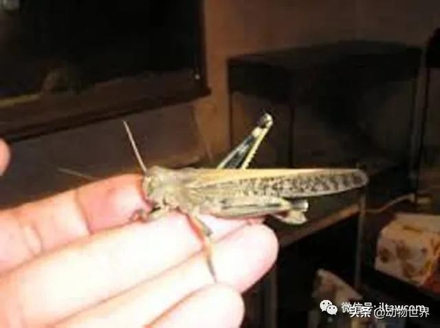 世界上最罕见的蝗虫（全解-横扫非洲）(2)