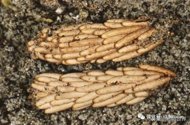 世界上最罕见的蝗虫（全解-横扫非洲）(5)