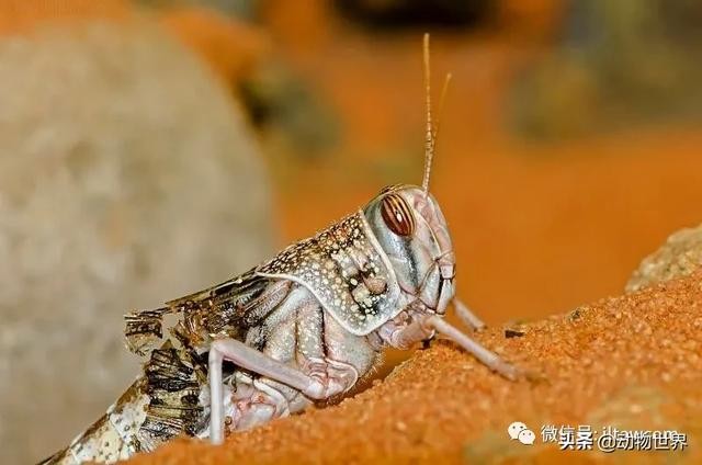 世界上最罕见的蝗虫（全解-横扫非洲）(28)