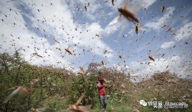 世界上最罕见的蝗虫（全解-横扫非洲）(25)