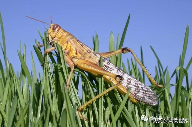 世界上最罕见的蝗虫（全解-横扫非洲）(17)