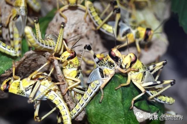 世界上最罕见的蝗虫（全解-横扫非洲）(21)