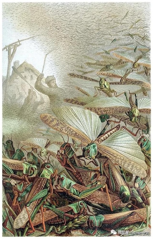 世界上最罕见的蝗虫（全解-横扫非洲）(22)