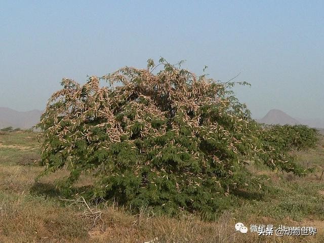 世界上最罕见的蝗虫（全解-横扫非洲）(14)